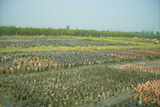 P7.jpg