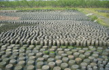 P6.jpg