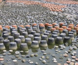moss field-2.jpg